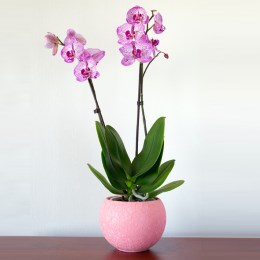 The first business based firmly on the ASK method involved selling an ebook on orchid care.